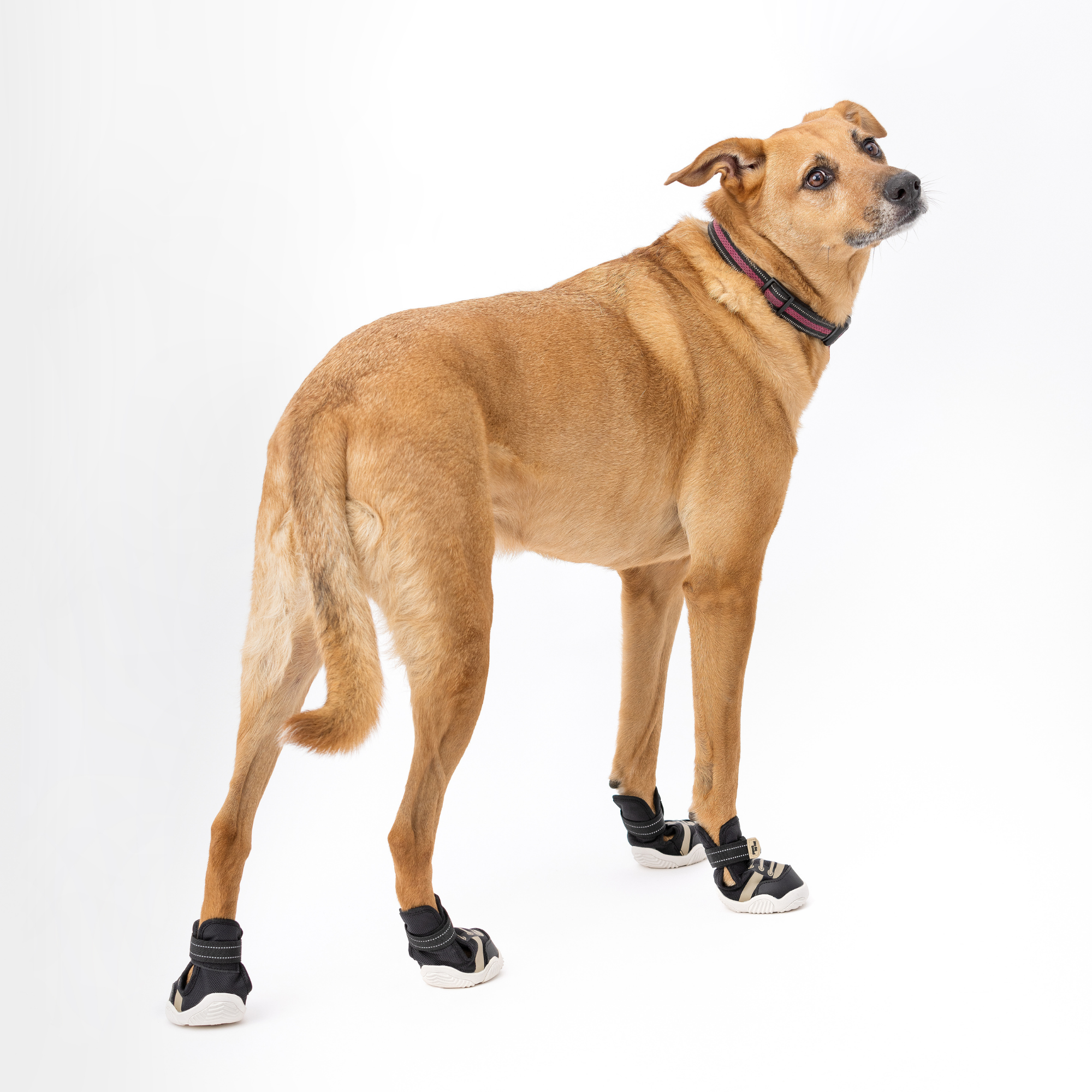 The Kai- Dog Sneaker