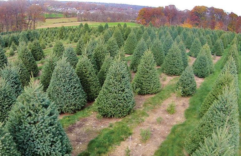 Real Christmas Trees Delivered 7 Foot Premium Balsam Fir Christmas Tree